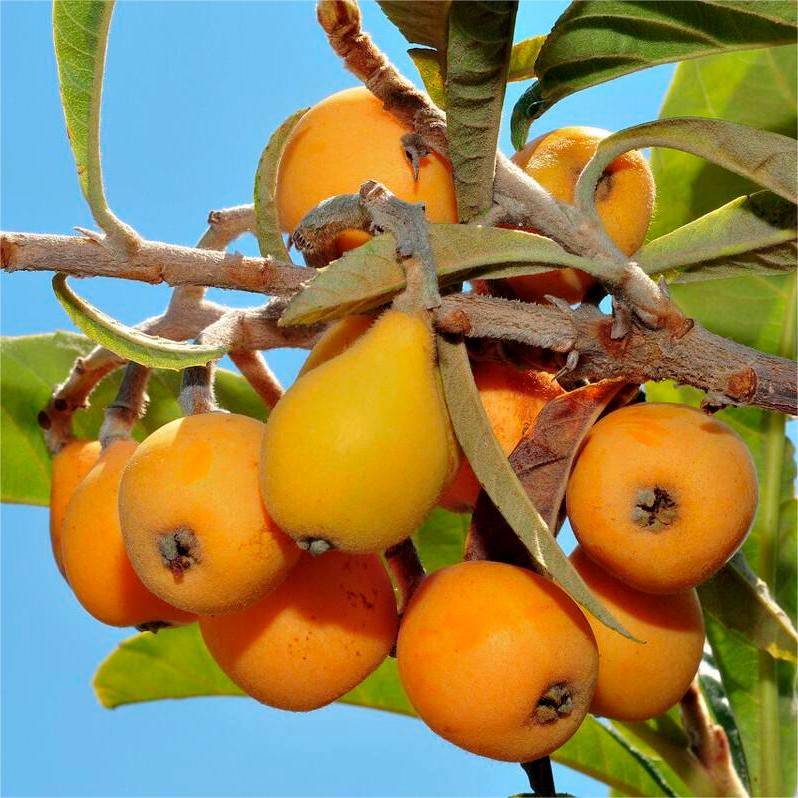 Five-star Loquat Seeds|šFlat 50% Savingš